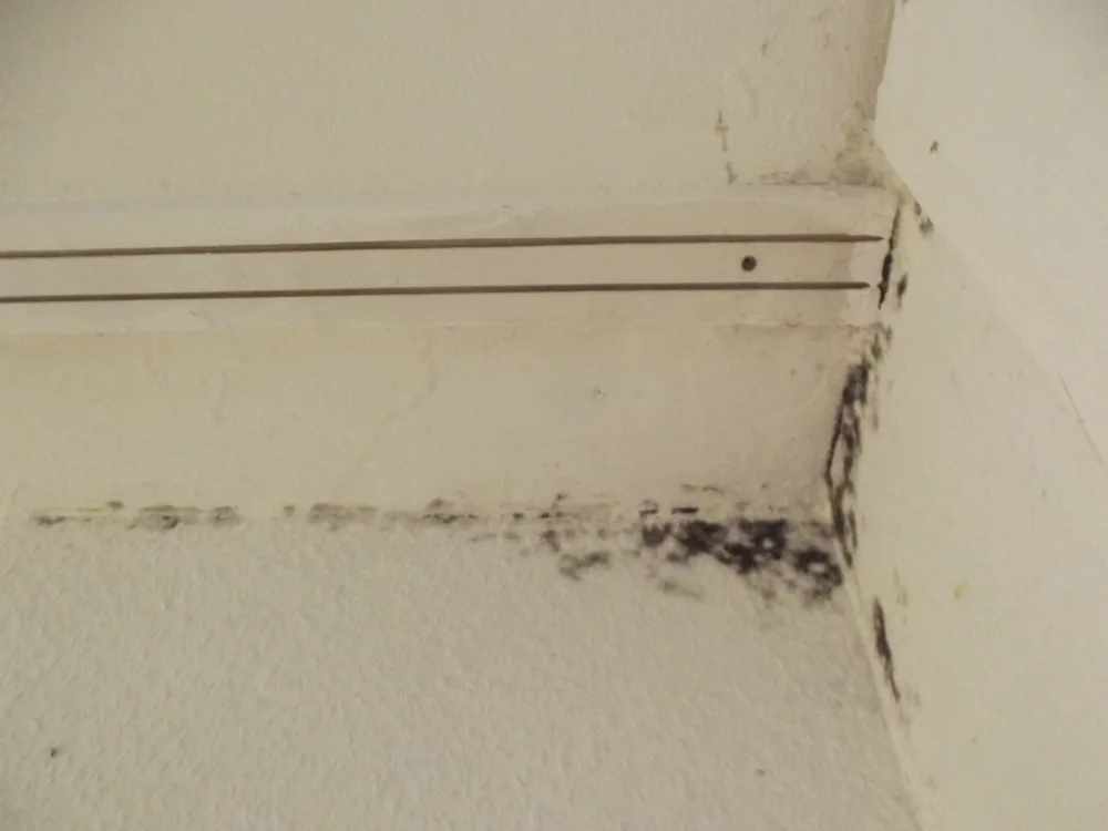 Technician in protective gear removing a mold-damaged wall in a Williams Bay home